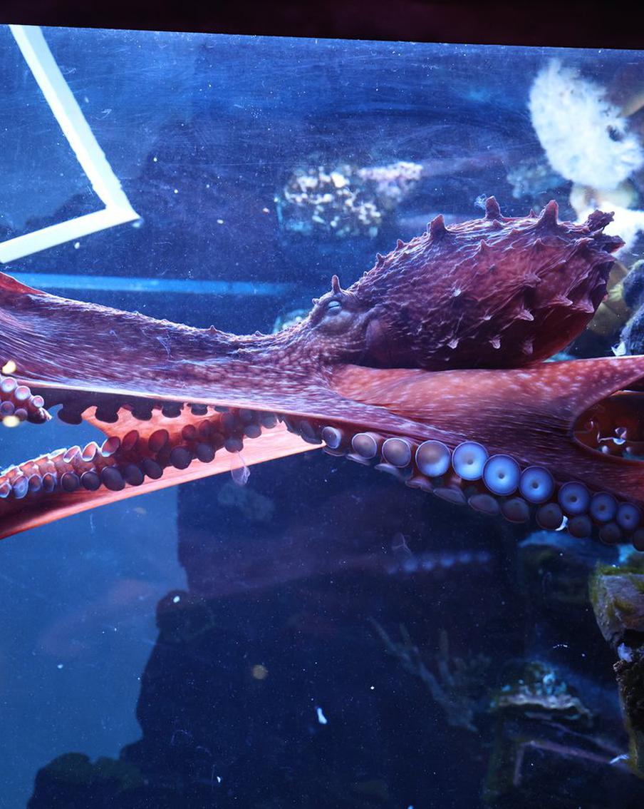 Более тысячи животных пополнили Московский зоопарк в 2024 году: Осю дрессируют, а Маше пророчат актёрскую судьбу