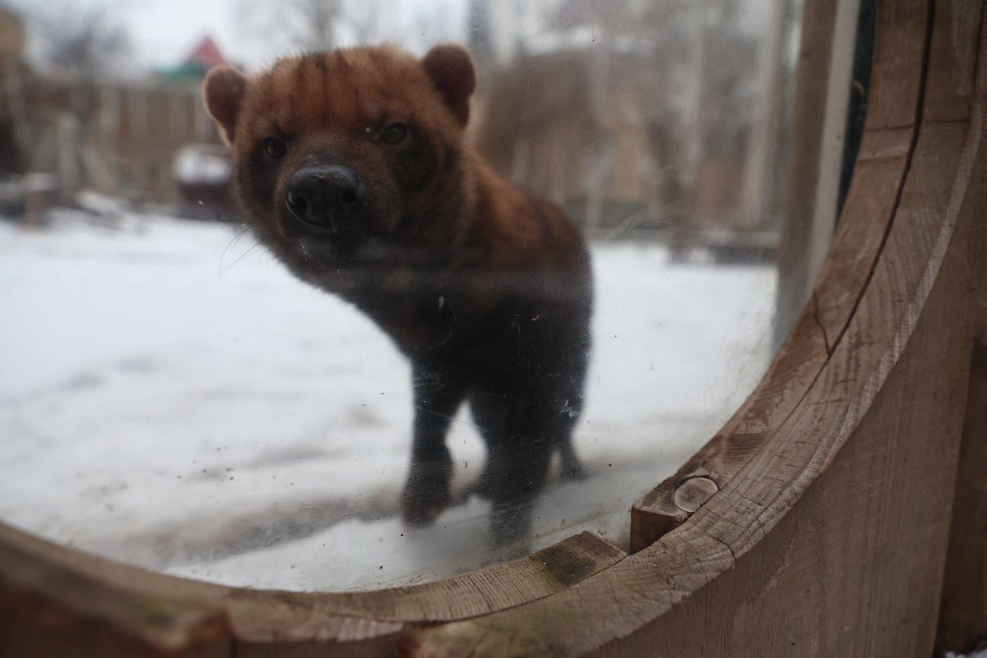 Не двигайтесь – вас заметил южноамериканский хищник!