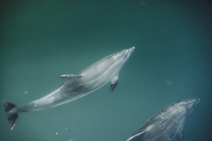Дельфинов в Чёрном море практически невозможно спасти