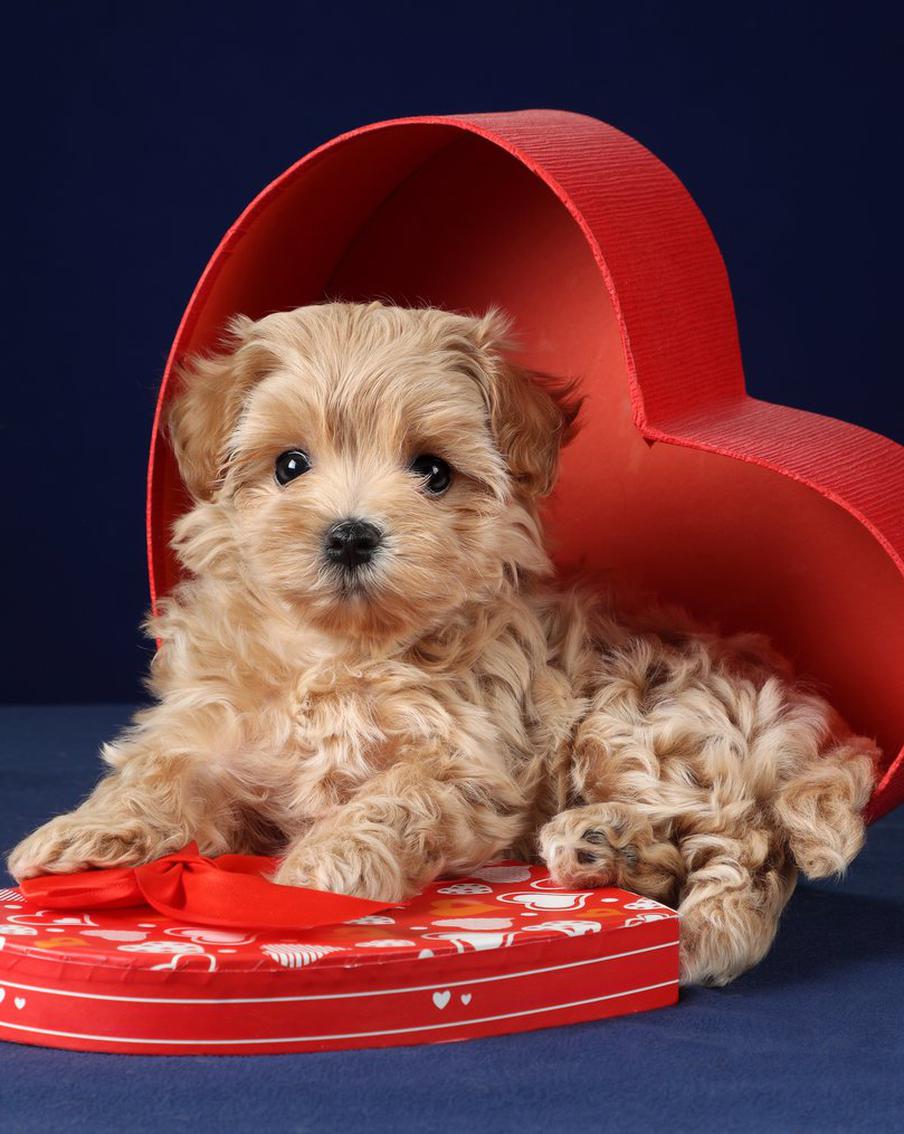 Щенок или котёнок под ёлкой: как быть, если вы не были готовы к такому подарку?