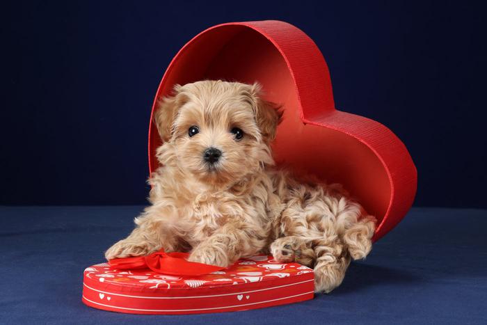 Щенок или котёнок под ёлкой: как быть, если вы не были готовы к такому подарку?