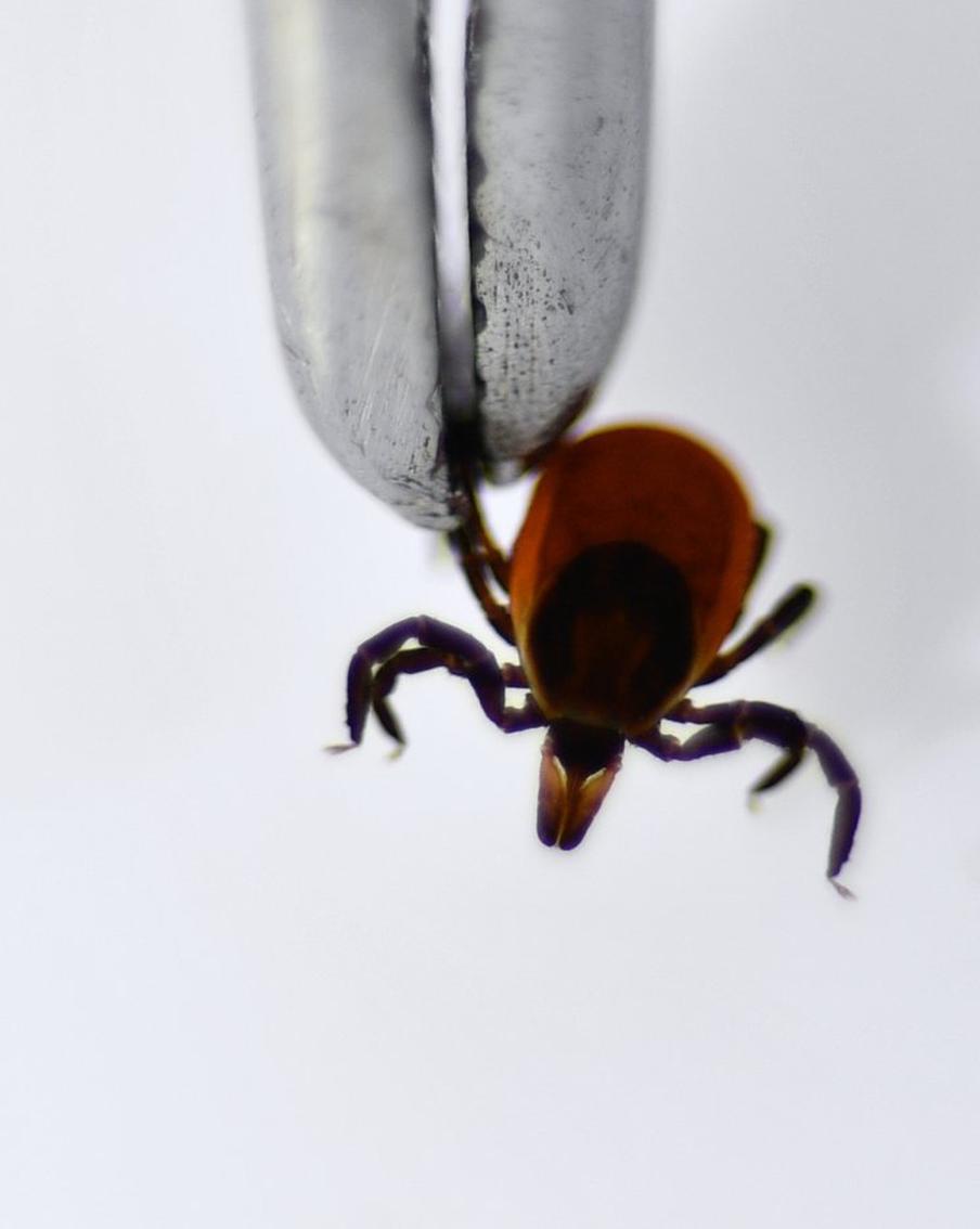 Роспотребнадзор: сезон активности клещей может начаться раньше, чем обычно