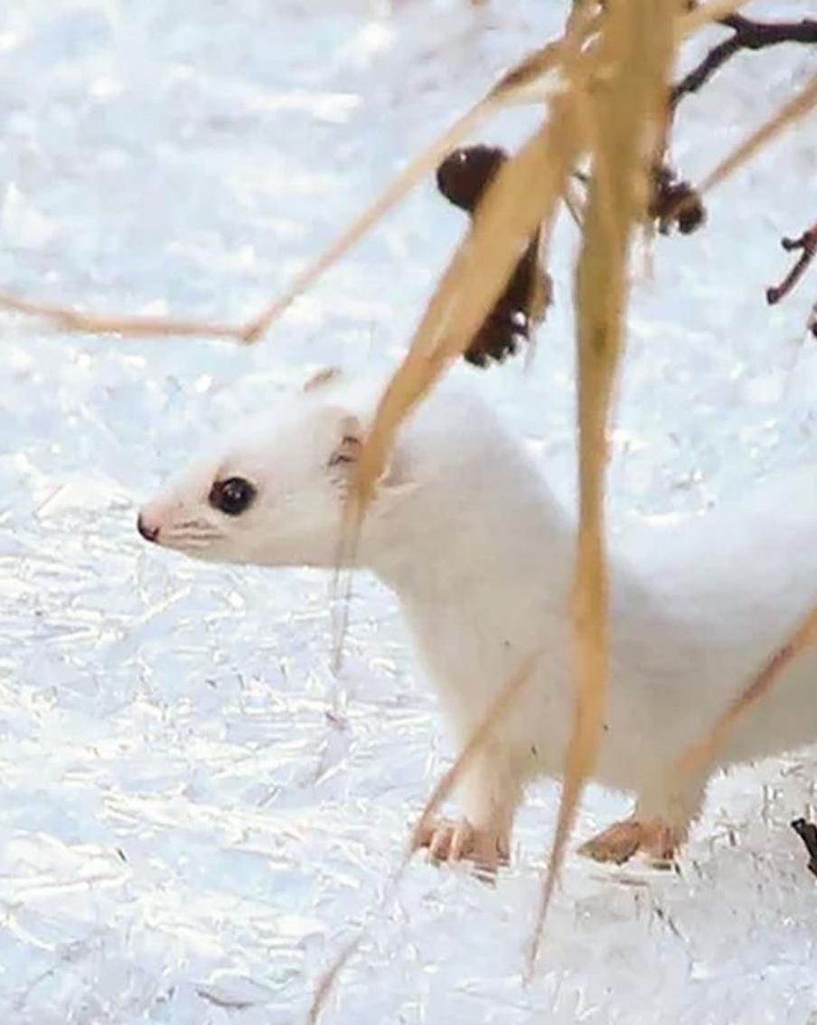 Бобр и ласка: какие краснокнижные животные обитают в Москве