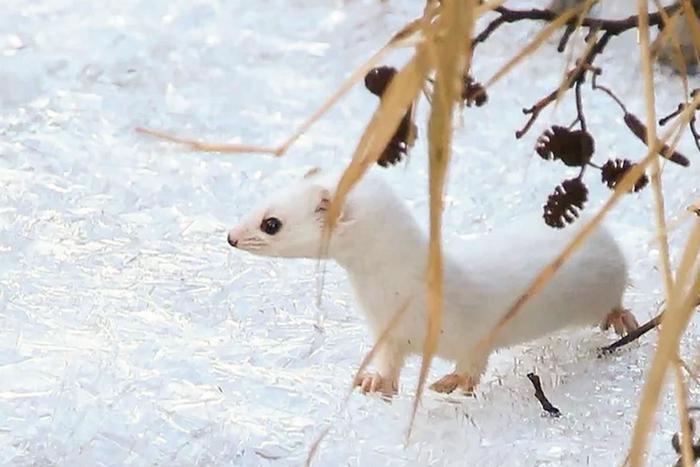 Бобр и ласка: какие краснокнижные животные обитают в Москве