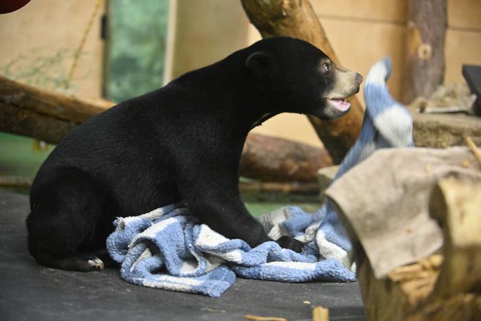 Уверенная и самодостаточная: в зоопарке Москвы рассказали о медведице Звездочке
