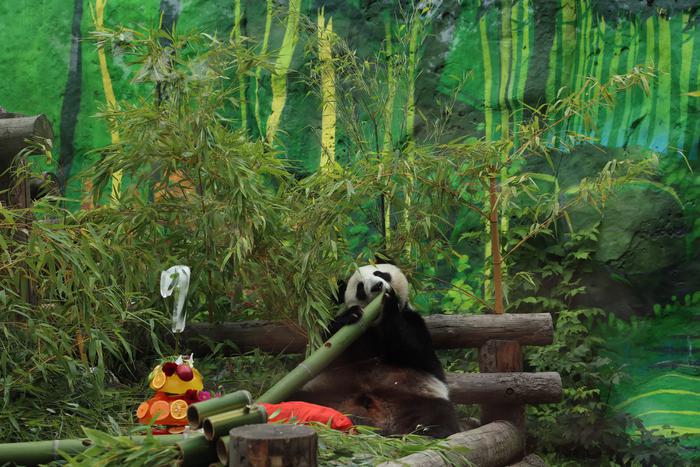 Их обнимают и кормят москвичи: какие животные обитают в столице