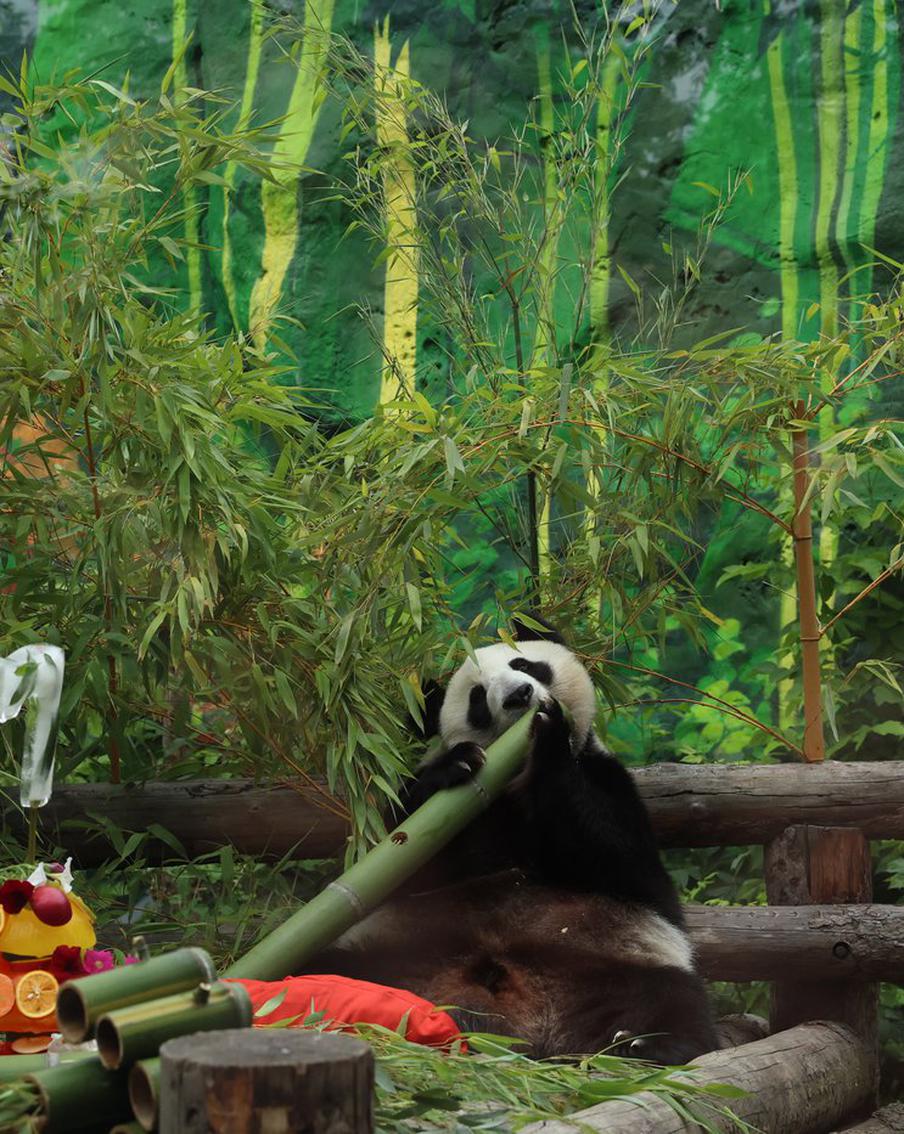 Их обнимают и кормят москвичи: какие животные обитают в столице