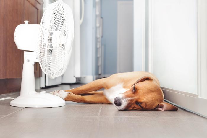 Вильфанд допустил, что 2025 год войдёт в тройку самых жарких в истории