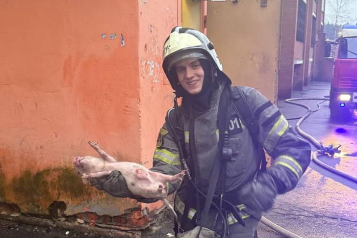 "Вскрыли дверь, рванули свиньи": семью минипигов спасли из огня в Балашихе