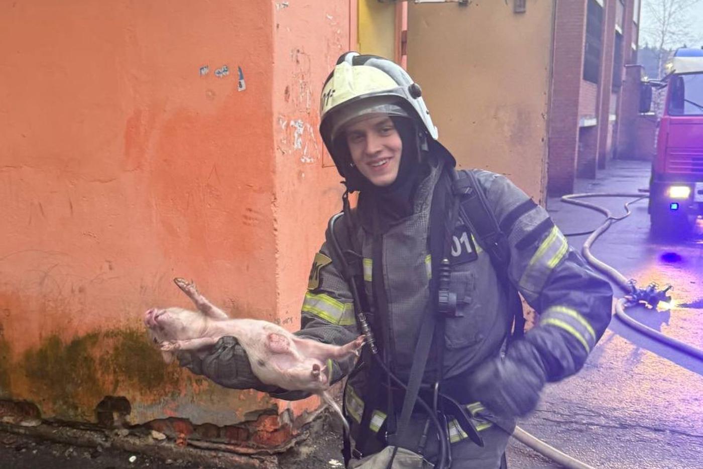 "Вскрыли дверь, рванули свиньи": семью минипигов спасли из огня в Балашихе