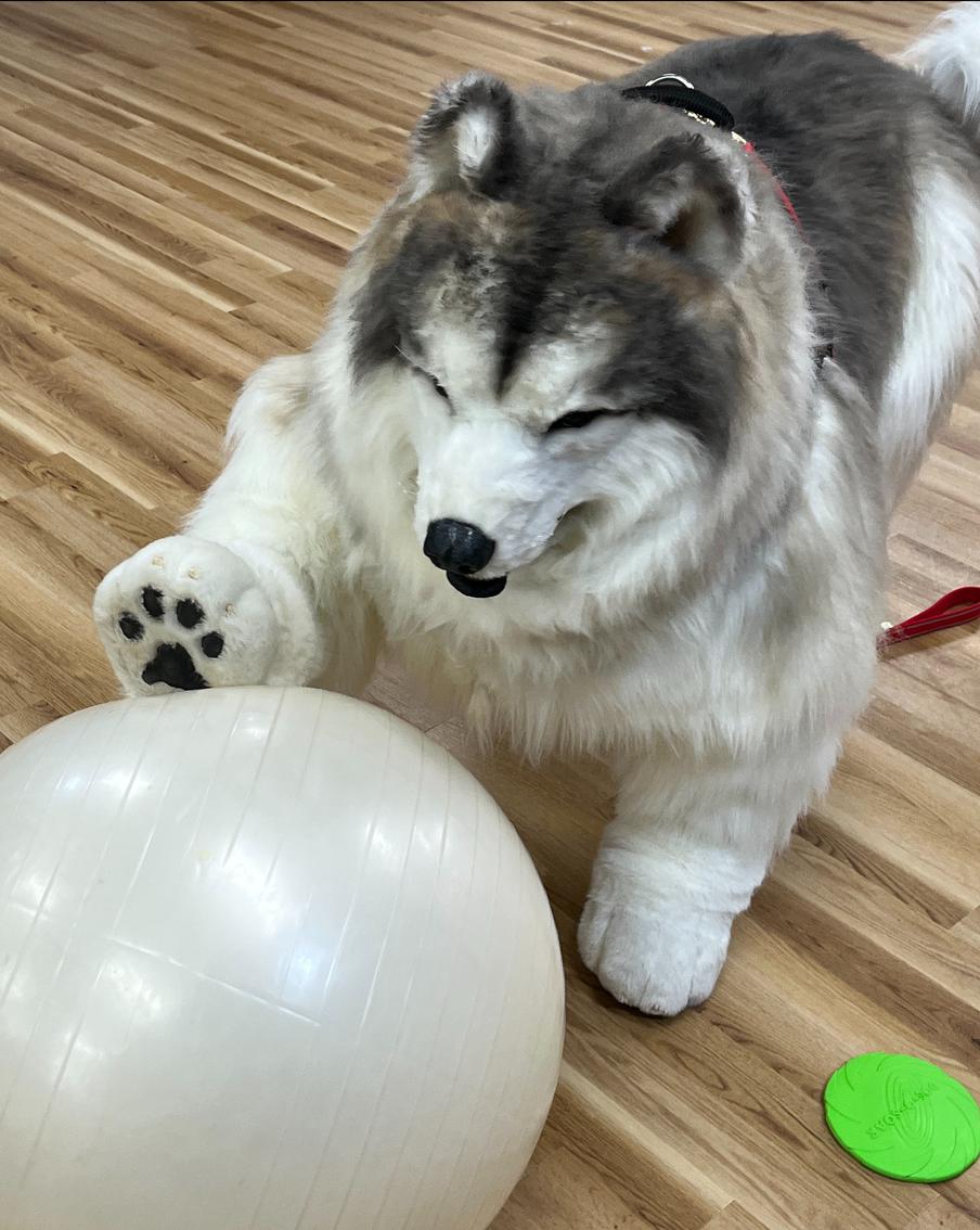 У японских квадроберов появился собственный собачий "зоопарк"