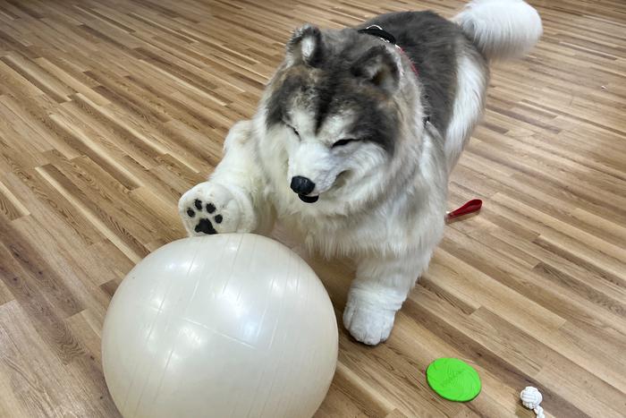 У японских квадроберов появился собственный собачий "зоопарк"