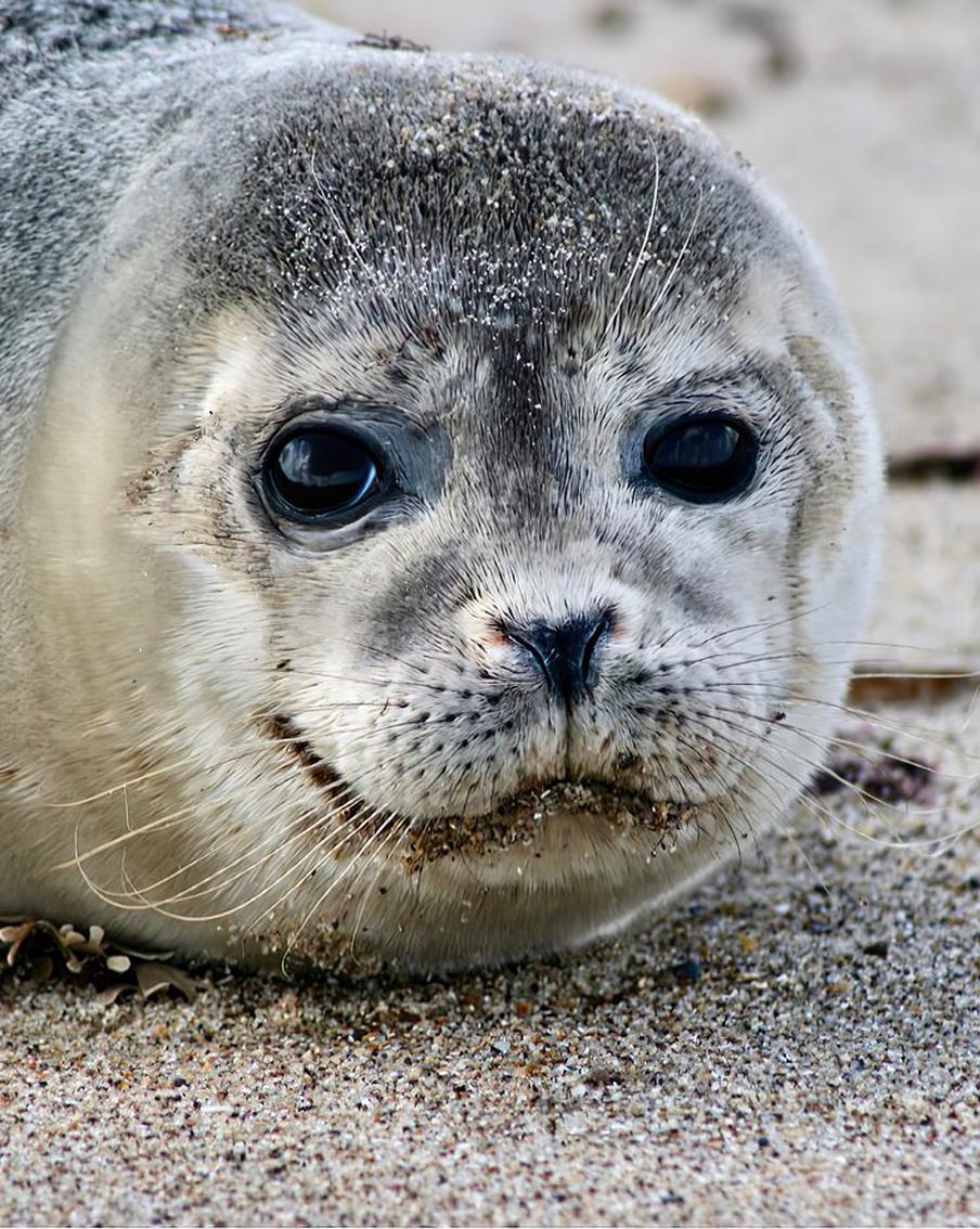 Спящий тюлень в номере отеля: необычный гость в Флиссингене