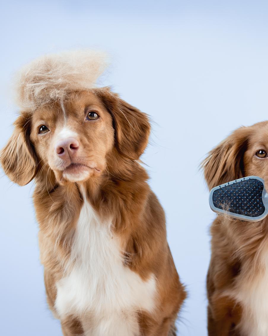 Почему питомцы могут линять круглый год и что с этим делать – советы специалиста