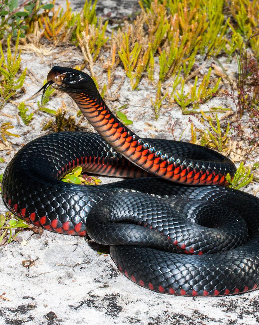 В Сиднее обнаружили огромное гнездо краснобрюхих чёрных змей