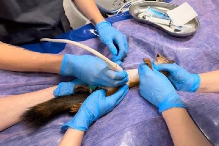 Бельчат спасают от оконных рам и нерадивых мам: падения хвостатых в Москве участились раньше времени