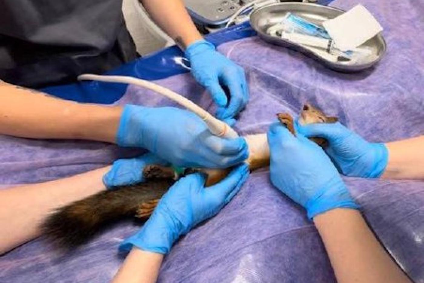 Бельчат спасают от оконных рам и нерадивых мам: падения хвостатых в Москве участились раньше времени