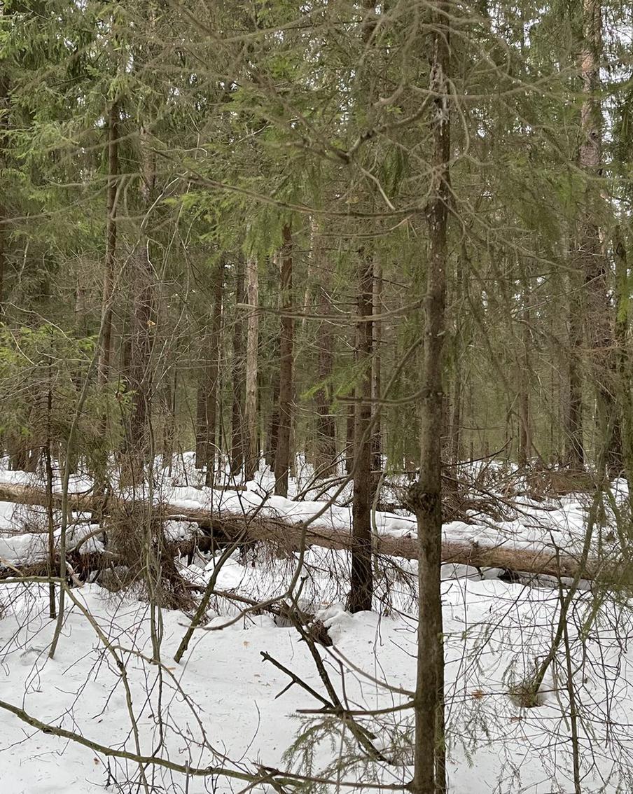 На Русскую равнину возвращается полноценная зима