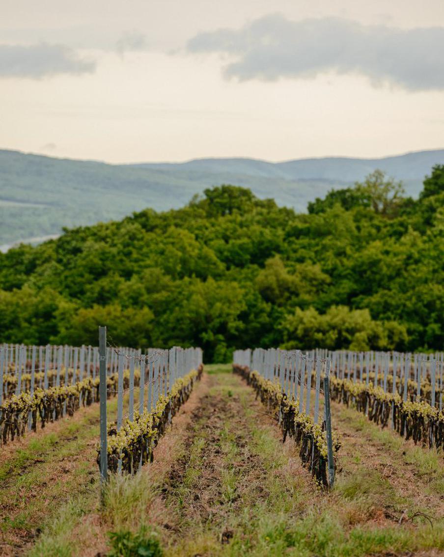 "Потребитель сам начал выбирать отечественный продукт": интервью с виноделом Алексеем Сидоренко