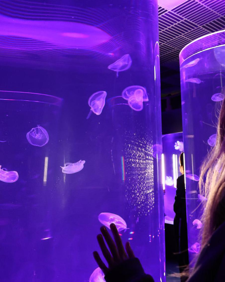 В "Москвариуме" запустили в аквариумы самых загадочных существ морей и океанов