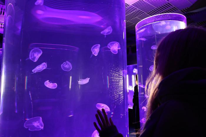 В "Москвариуме" запустили в аквариумы самых загадочных существ морей и океанов