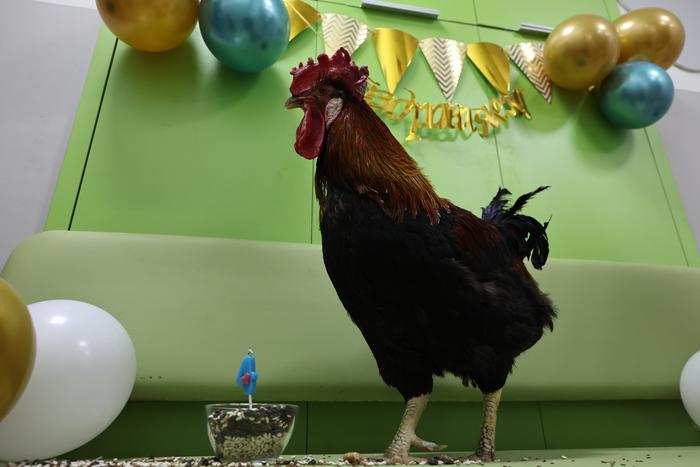 Свечу на праздничном торте Петя задул взмахом крыла: как отметил день рождения петух, спасённый с московской промзоны