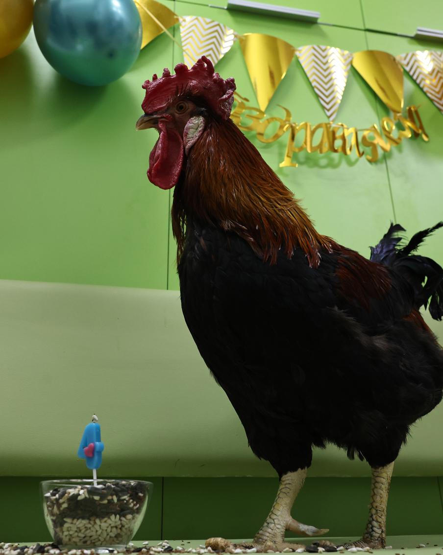 Свечу на праздничном торте Петя задул взмахом крыла: как отметил день рождения петух, спасённый с московской промзоны
