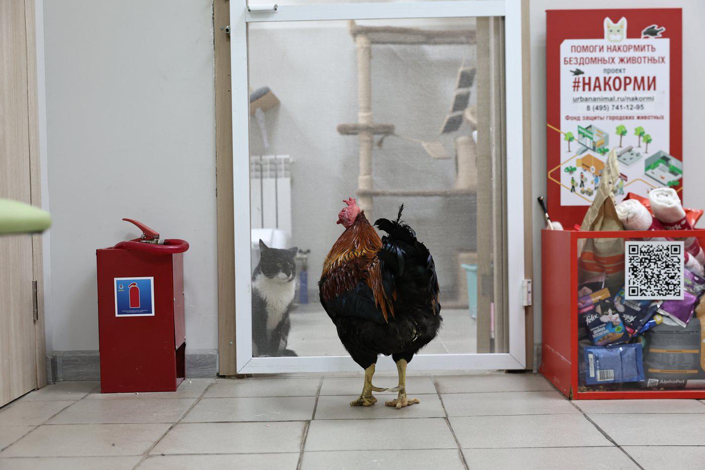 Межвидовая коммуникация протекает без последствий благодаря наличию сетчатой двери.