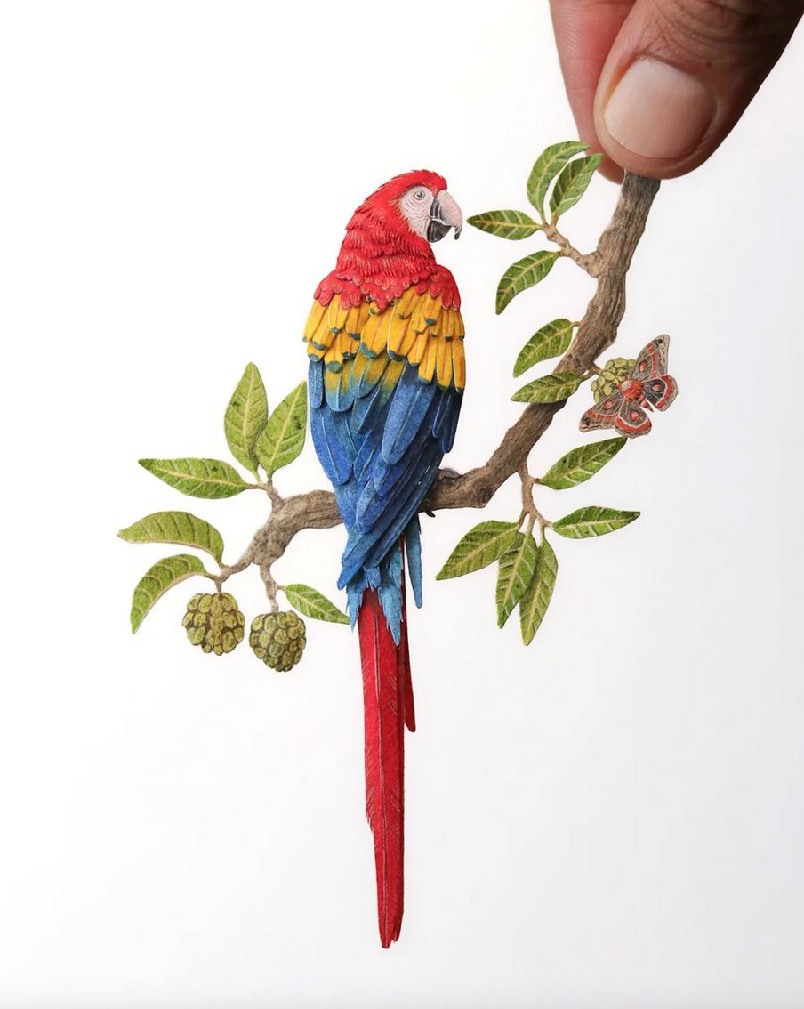 Каждый попугай изображён в привычной ему среде обитания.