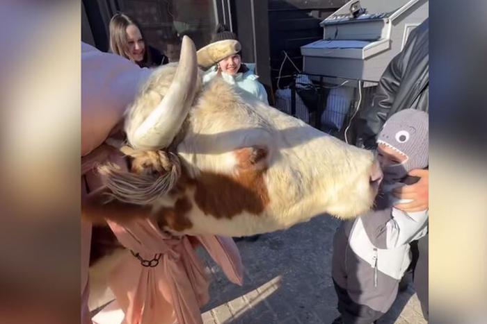 Питомец с рогами: Джиган и Самойлова подарили сыну на пятилетие живую корову