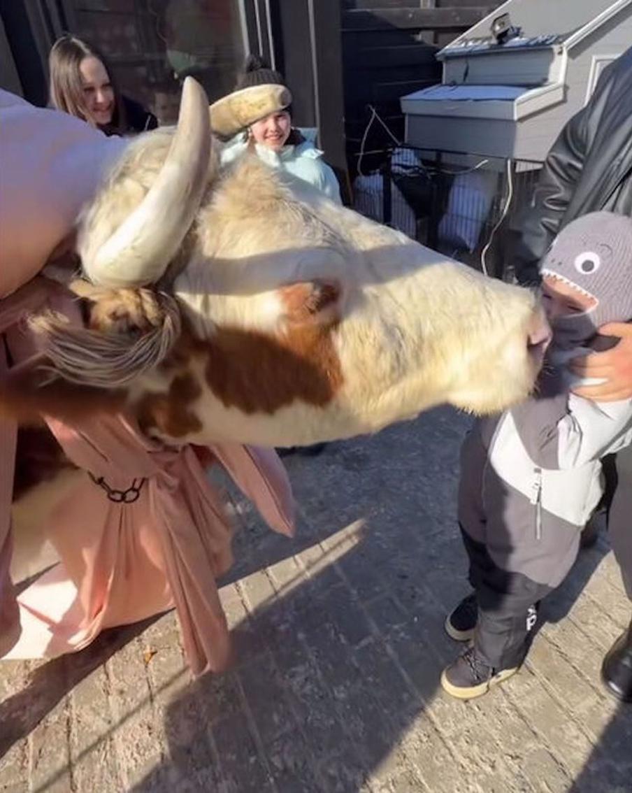 Питомец с рогами: Джиган и Самойлова подарили сыну на пятилетие живую корову