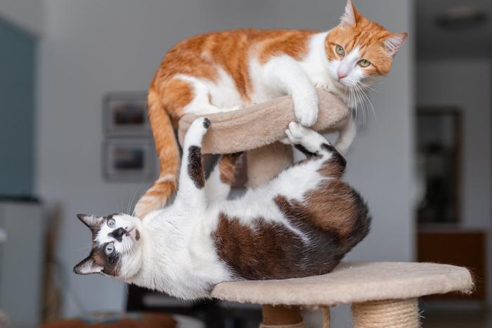 Чем занять кошку в домашних условиях: лучшие идеи для игр и комфорта