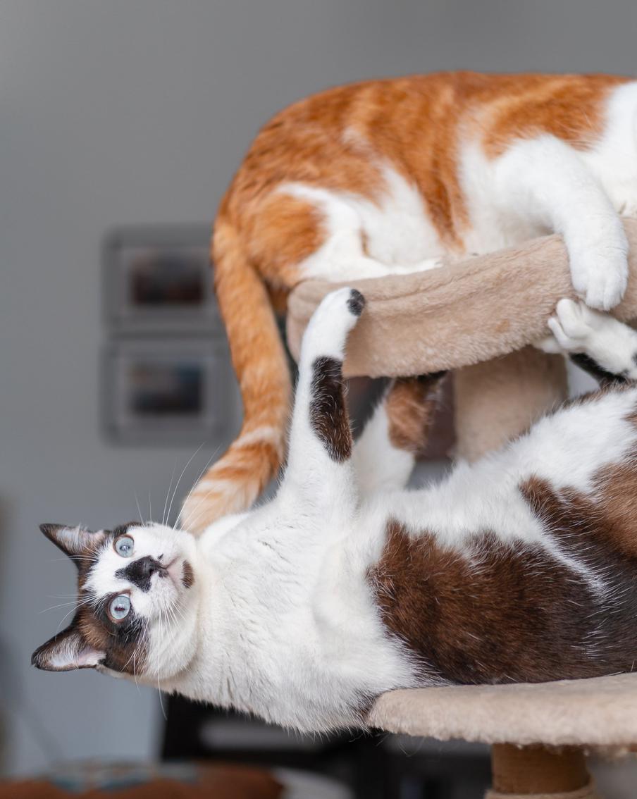 Чем занять кошку в домашних условиях: лучшие идеи для игр и комфорта