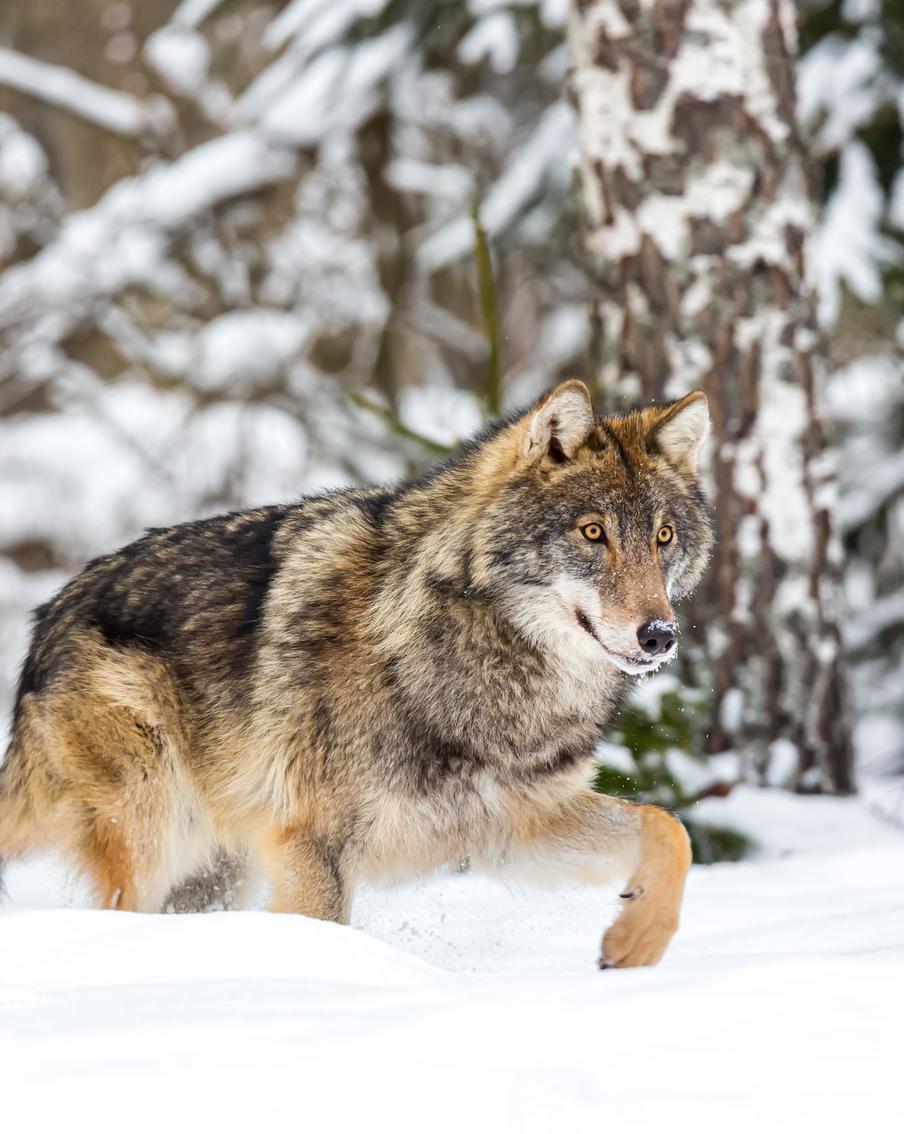 В шатурских лесах вновь появились волки