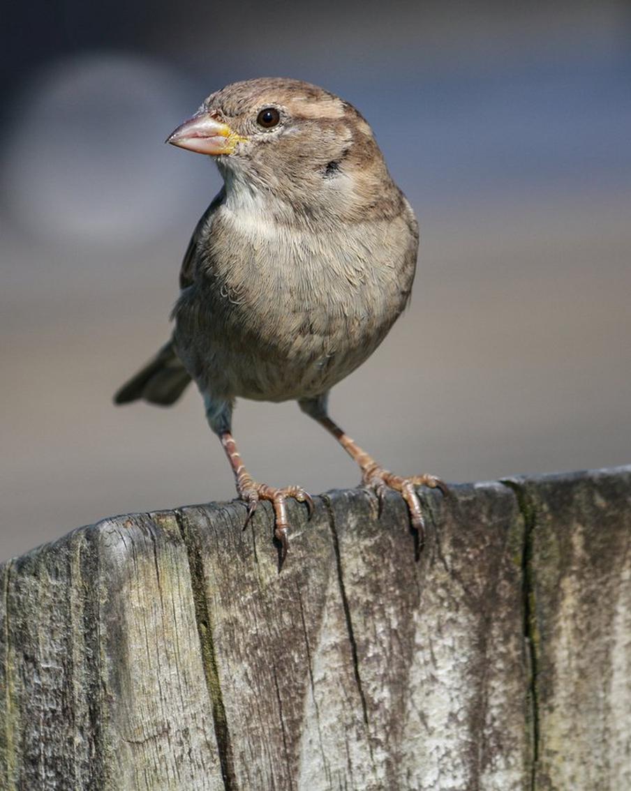 Школьные лесничества Подмосковья приняли активное участие в переписи воробьёв