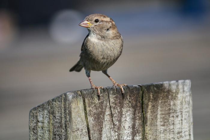 Школьные лесничества Подмосковья приняли активное участие в переписи воробьёв
