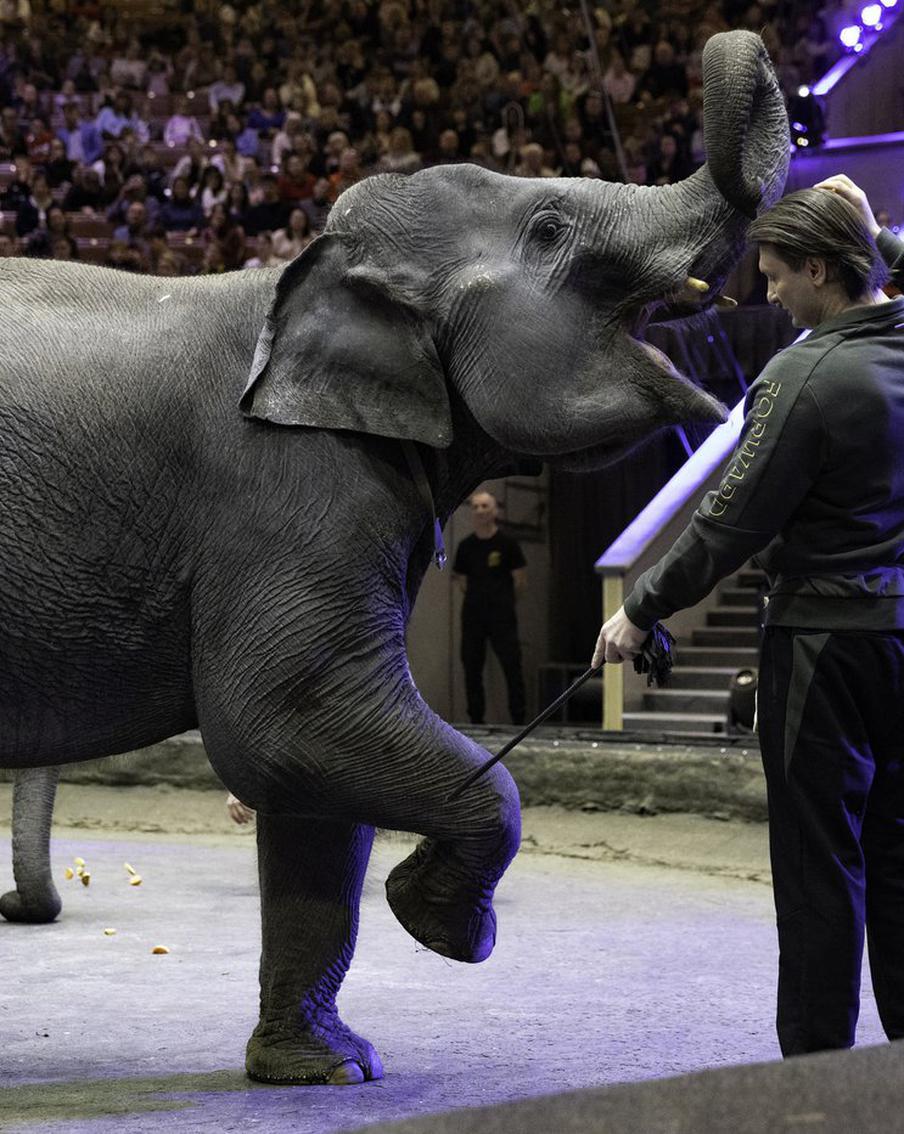 Слоних в Москве научили кружиться в вальсе и сидеть, свесив лапы