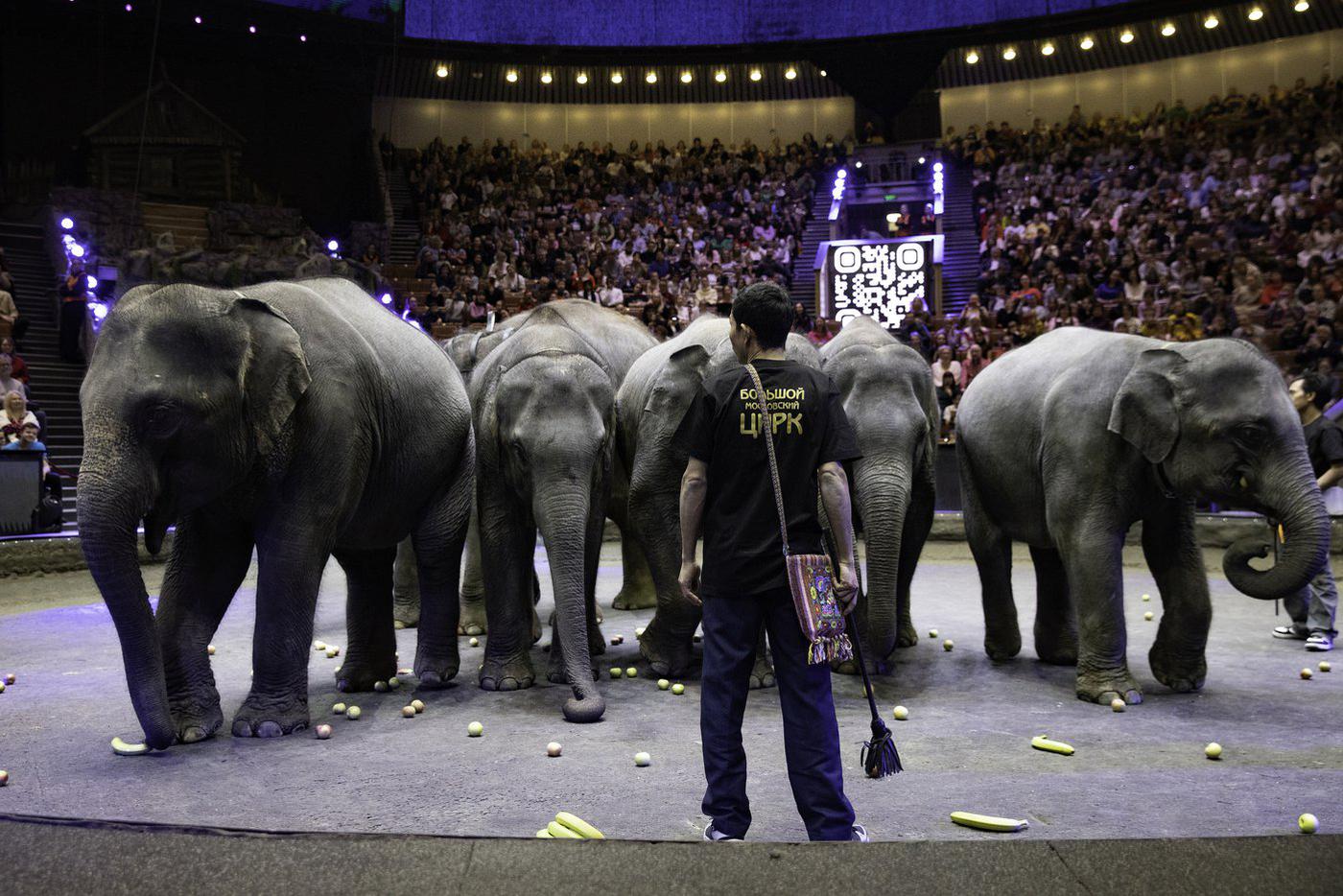 Каждый слоник трапезничал в своём темпе: кто-то неторопливо брал по одному фрукту за раз, а кто-то пытался вместить в себя целую связку бананов.