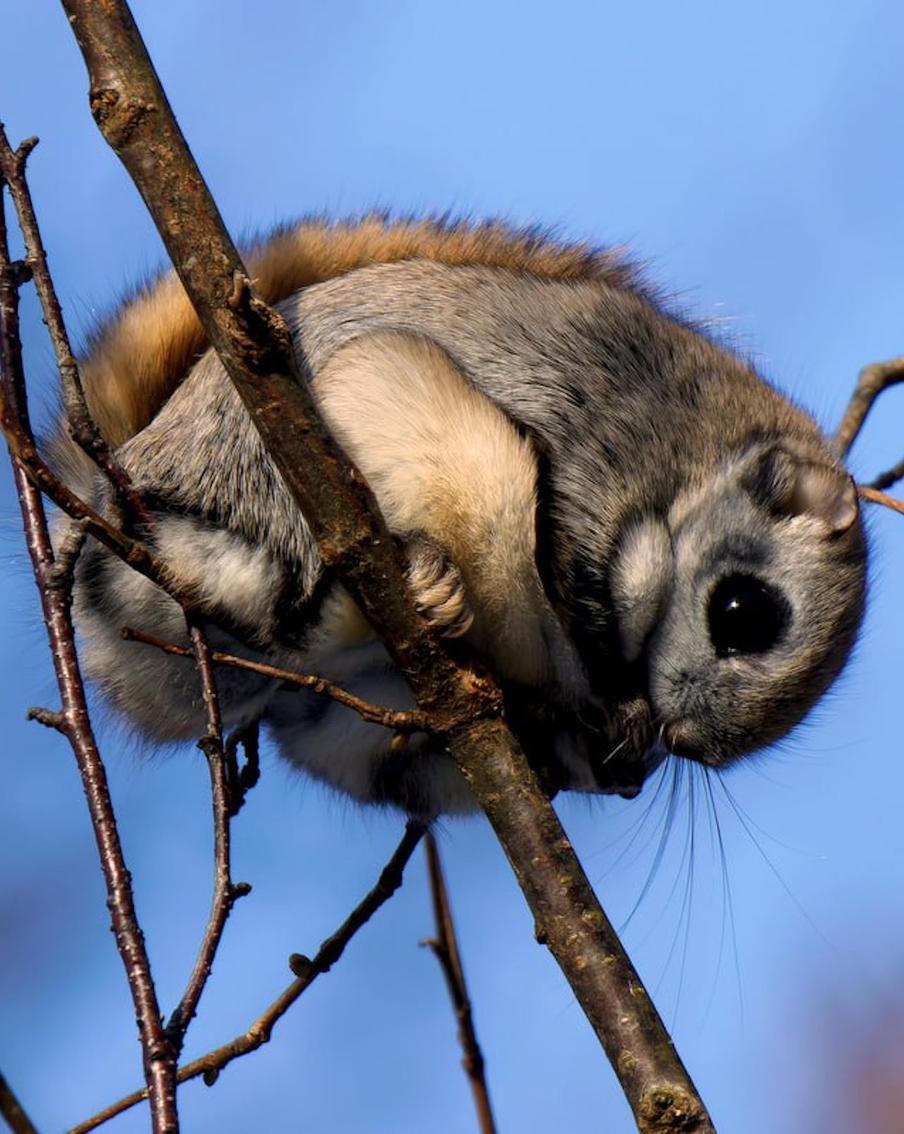 Краснокнижная белка-летяга лакомилась почками, когда её заметил фотограф-любитель в Новой Москве