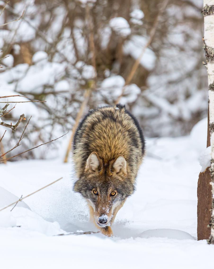 Стало известно, куда могли уйти волки из Шатурского района Подмосковья