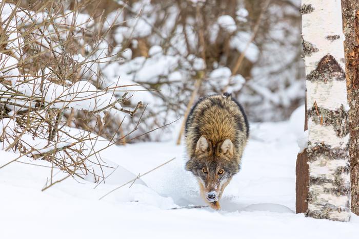 Стало известно, куда могли уйти волки из Шатурского района Подмосковья