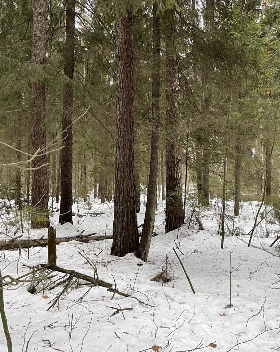 Вильфанд рассказал, что в трёх округах РФ в марте ожидается избыток осадков