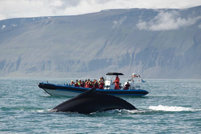 Проекты в Исландии получат гранты для защиты экосистем моря