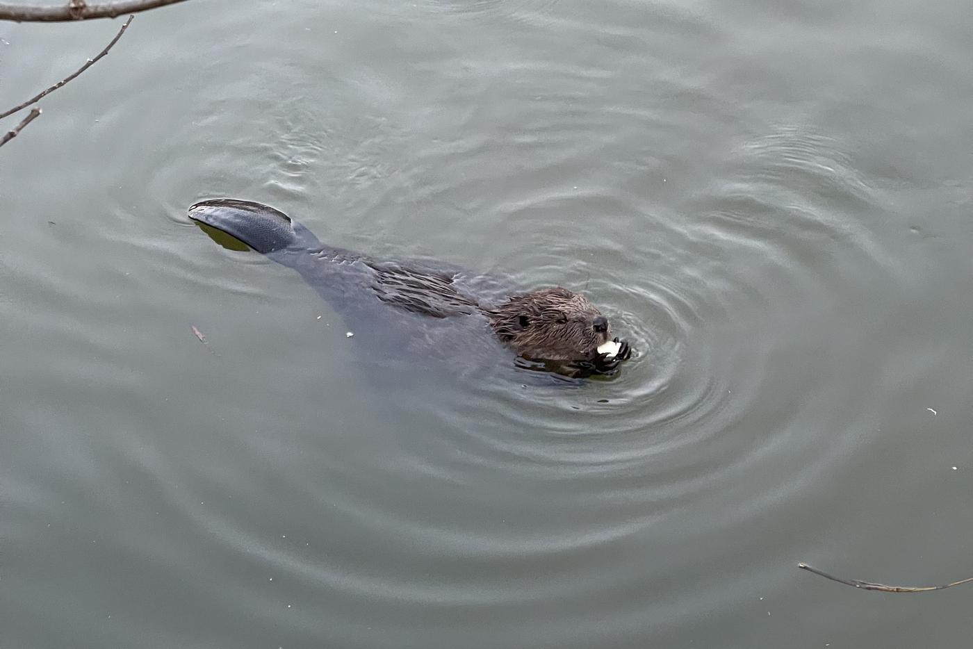 Почему подводные запасы — главный ключ к выживанию бобров зимой?