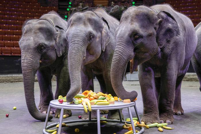 Психолог Пачина объяснила важность облика цирка для посетителей