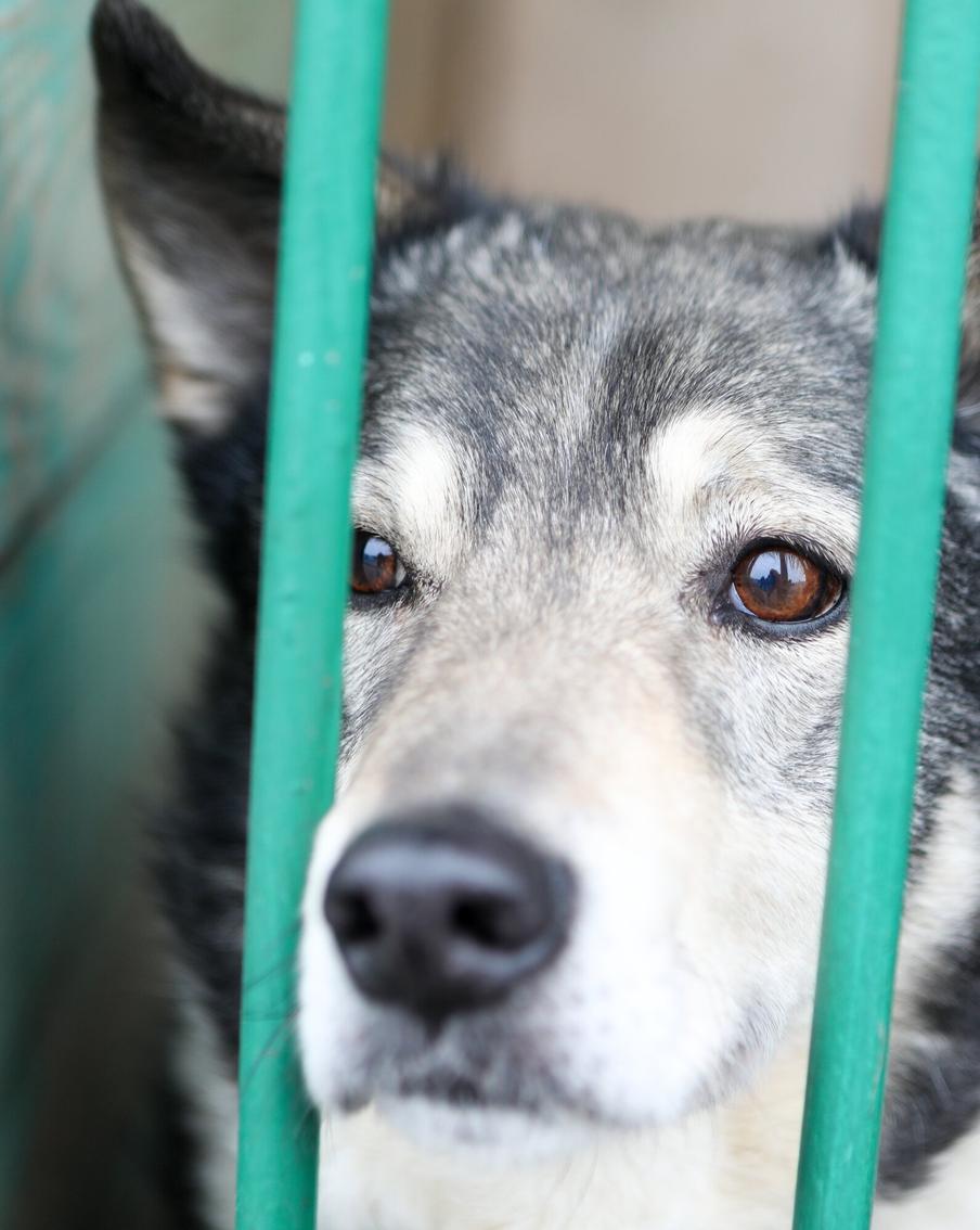 17 регионов приняли законы об усыплении бездомных животных