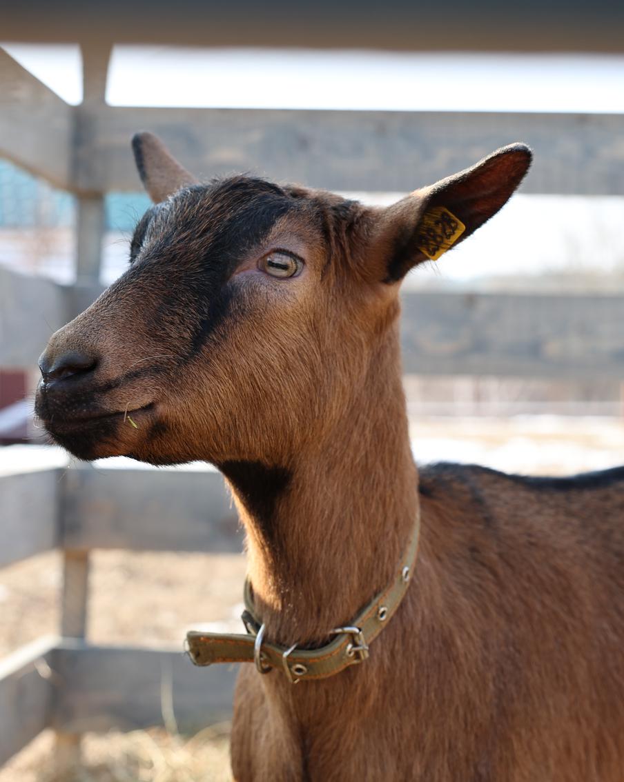 Самый большой сырный суп России не сварился бы без Тото Кутуньо