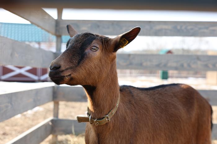 Самый большой сырный суп России не сварился бы без Тото Кутуньо
