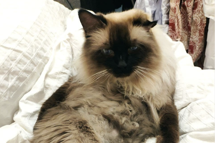 Мексиканская драма вокруг столичного кота Шимуса: двухлетние суды и истощённые нервы