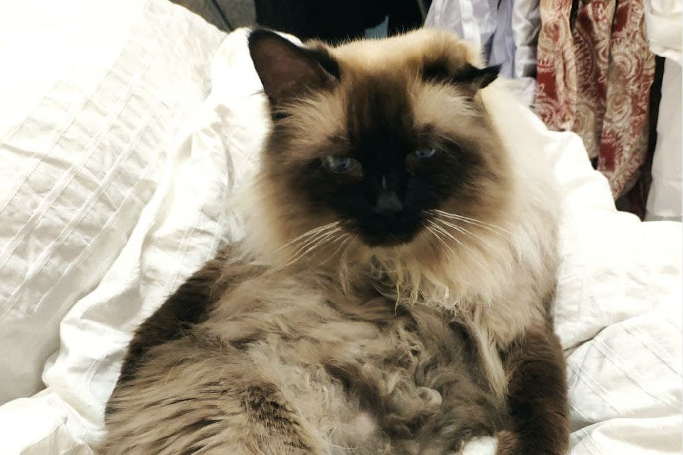 Мексиканская драма вокруг столичного кота Шимуса: двухлетние суды и истощённые нервы